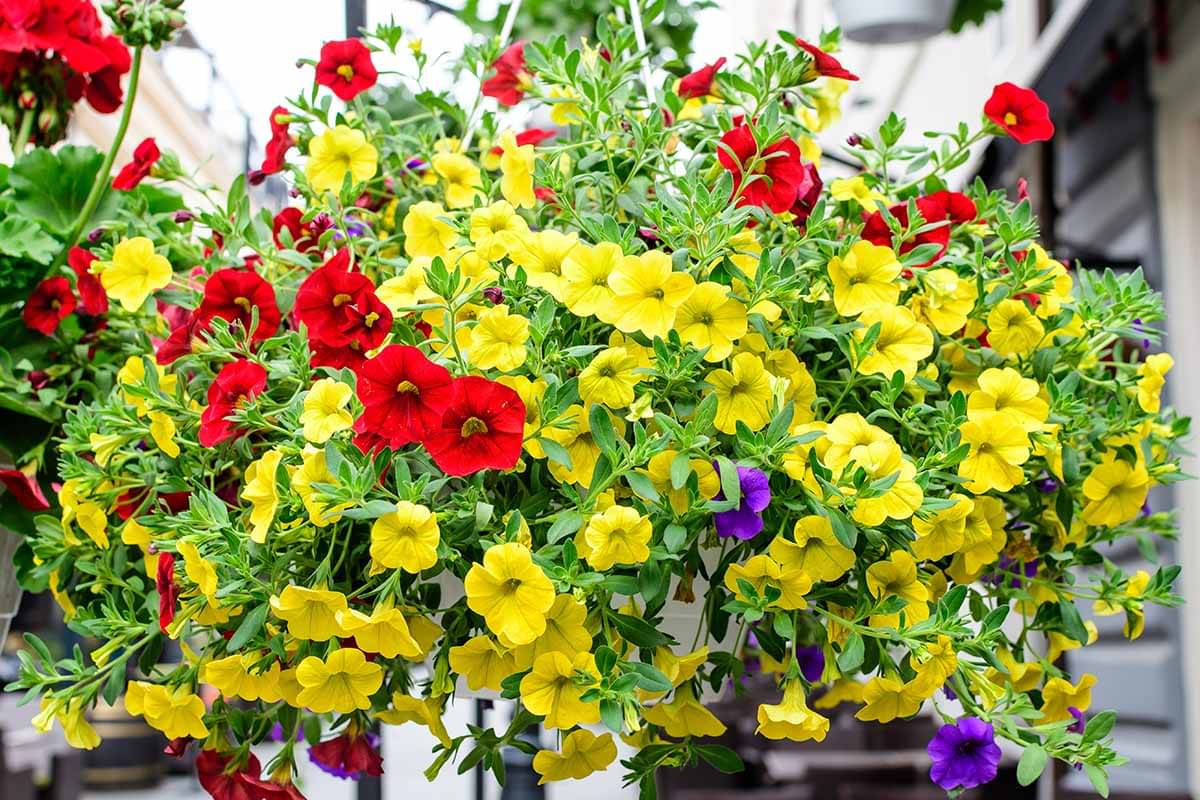     			zello. Petunia Mixed Flower ( 50 Seeds )