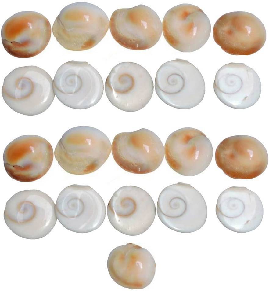    			YASH GEMS Marble Gomti Chakra