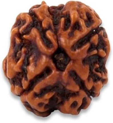     			YASH GEMS Rudraksha Pendant ( Pack of 1 )