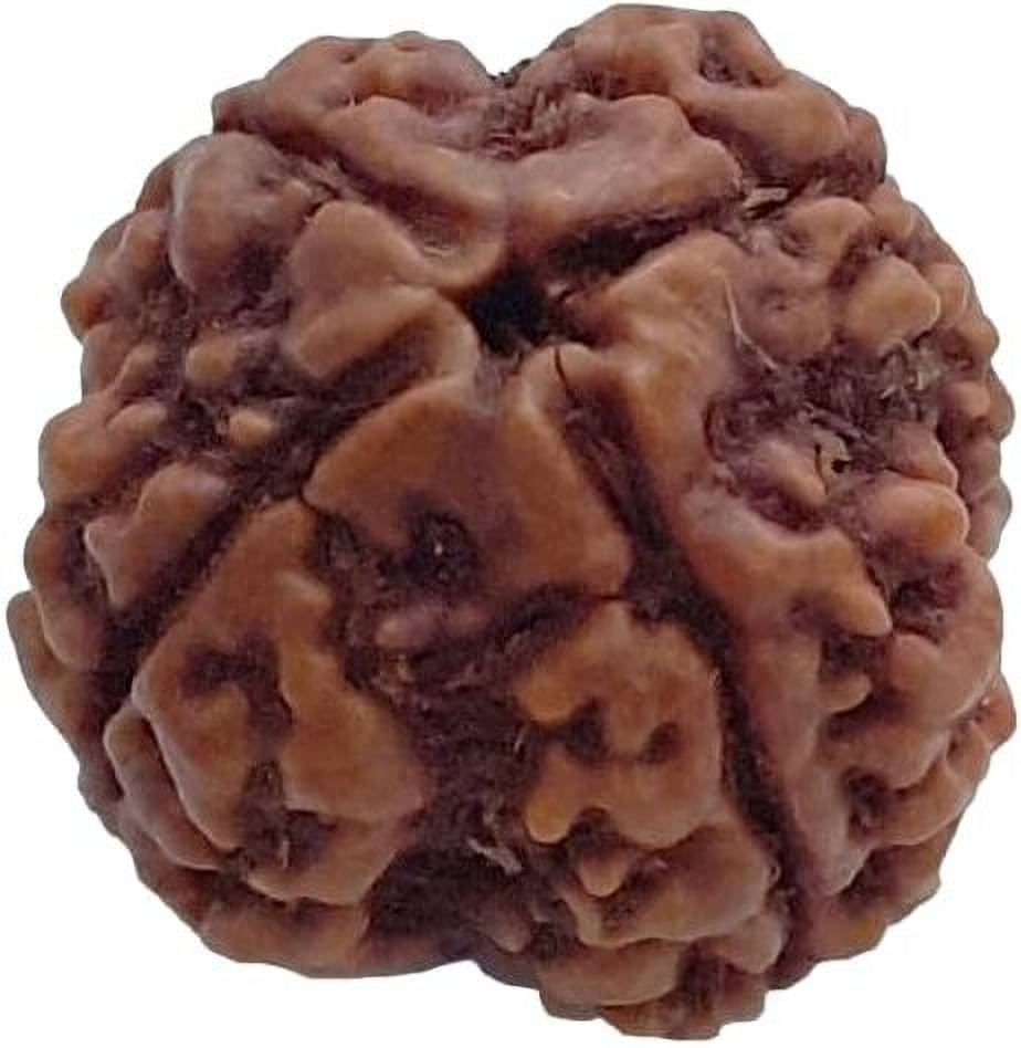    			YASH GEMS Rudraksha Pendant ( Pack of 1 )