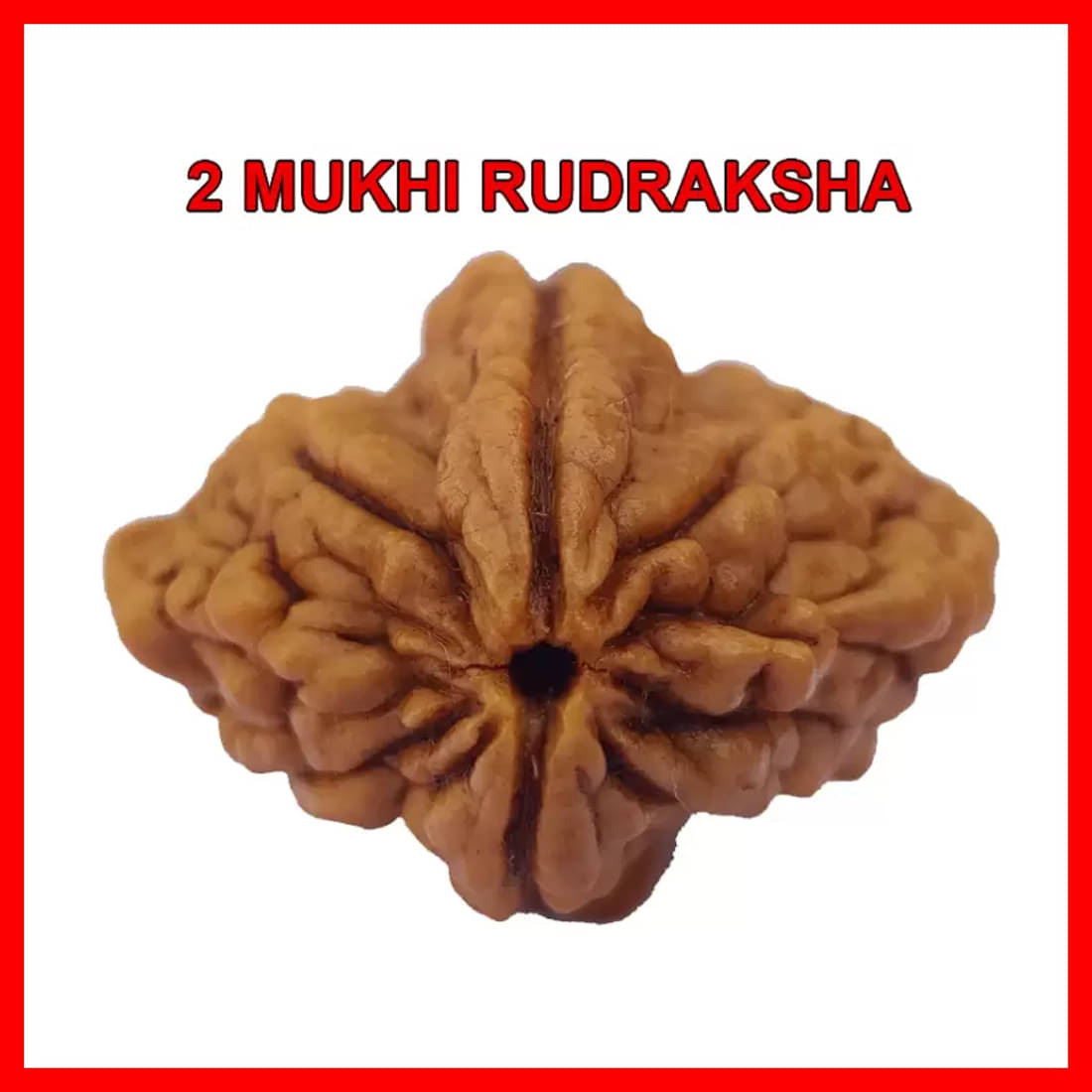     			YASH GEMS Rudraksha Pendant ( Pack of 1 )
