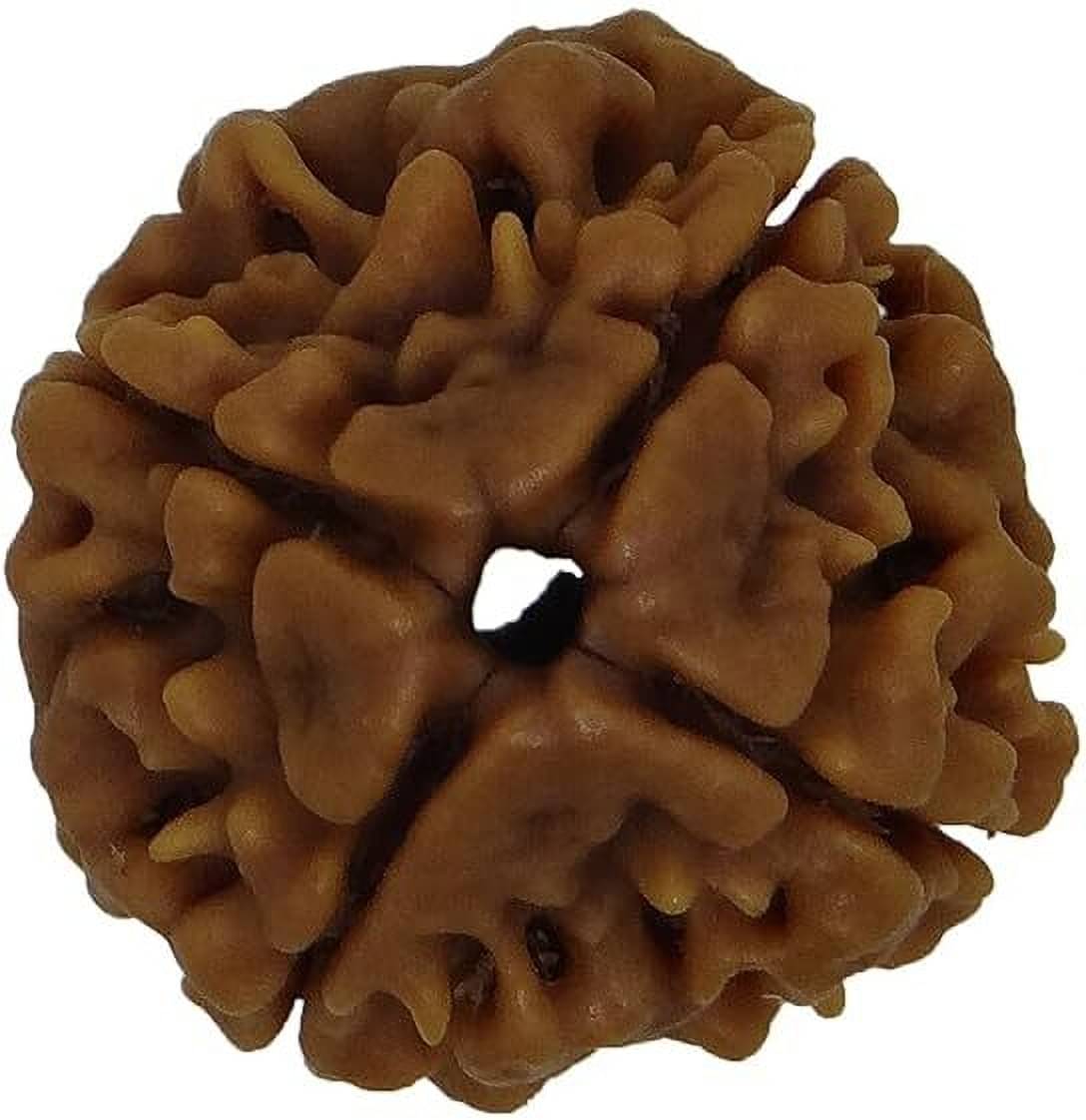     			YASH GEMS Rudraksha Pendant ( Pack of 1 )