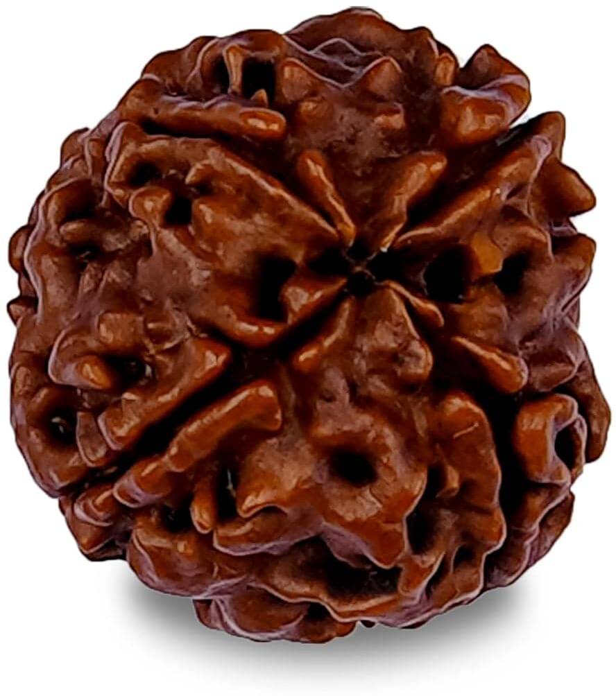     			YASH GEMS Rudraksha Pendant ( Pack of 1 )