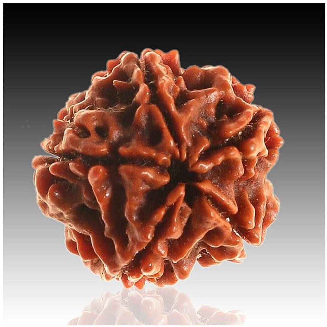     			YASH GEMS Rudraksha Pendant ( Pack of 1 )