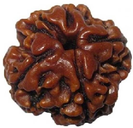     			YASH GEMS Rudraksha Pendant ( Pack of 1 )