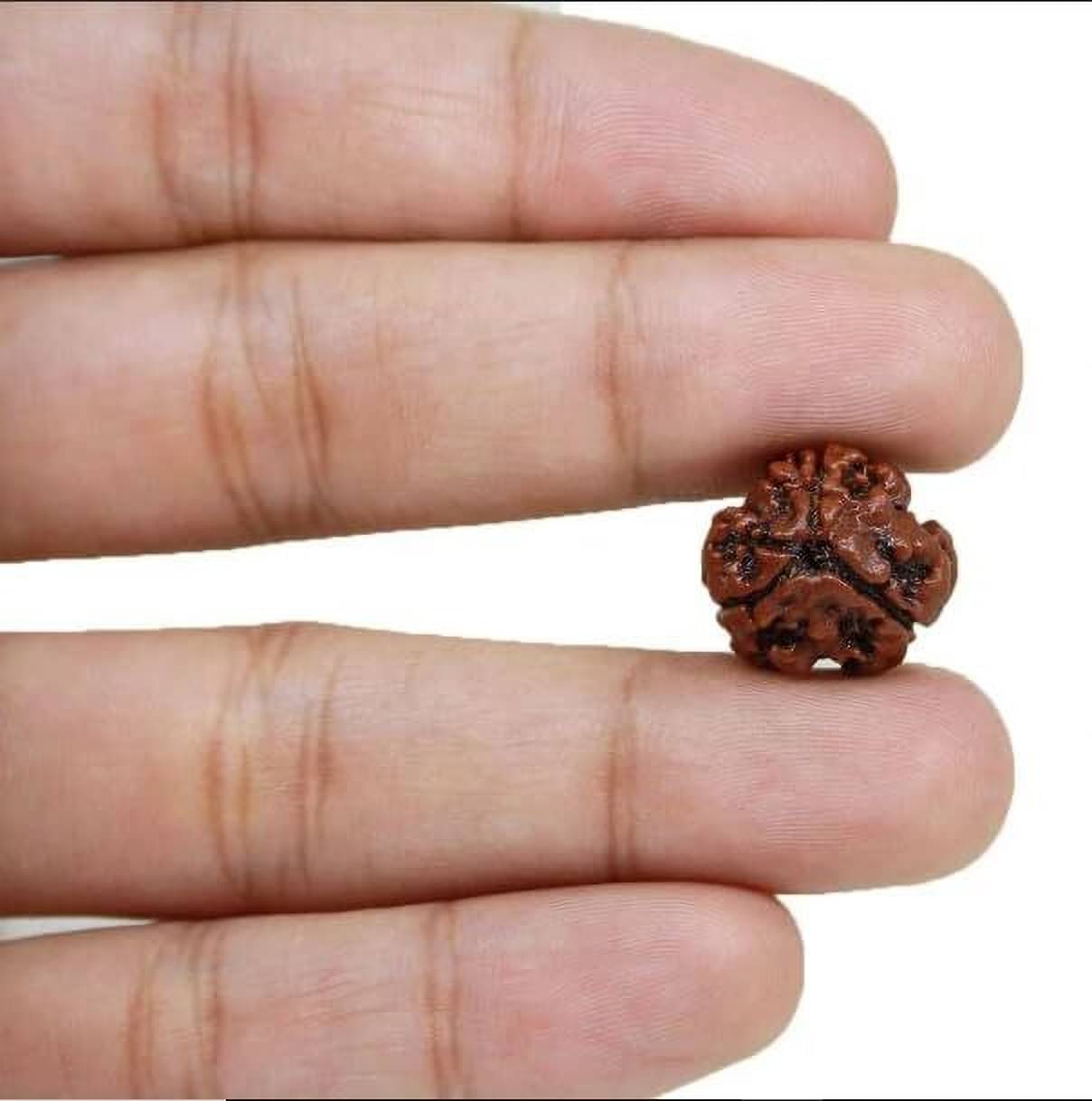     			YASH GEMS Rudraksha Pendant ( Pack of 1 )