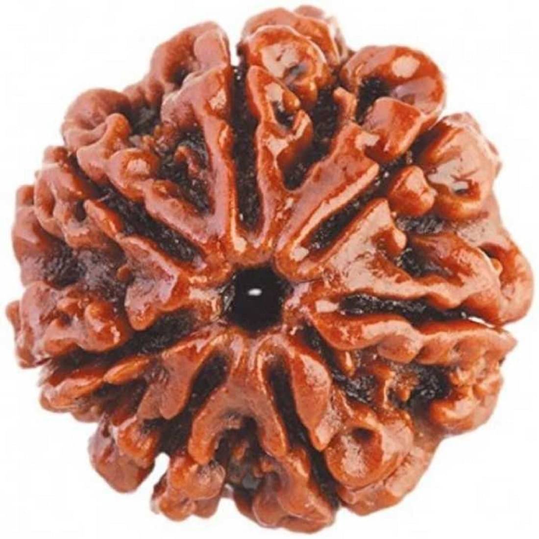     			YASH GEMS Rudraksha Pendant ( Pack of 1 )