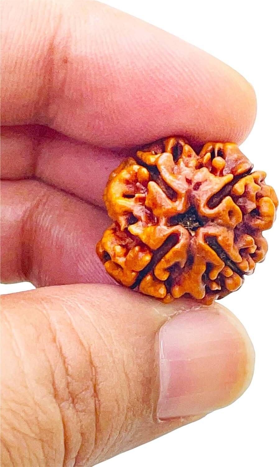     			YASH GEMS Rudraksha Pendant ( Pack of 1 )