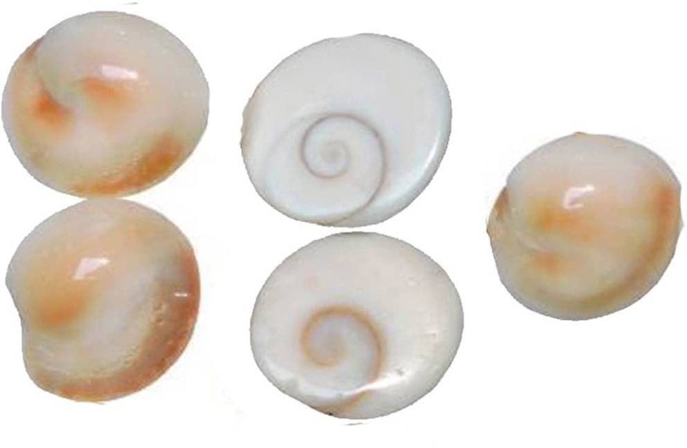 YASH GEMS Vastu Showpiece 7 cm - Pack of 1 YASH GEMS Vastu Showpiece 7 cm - Pack of 1