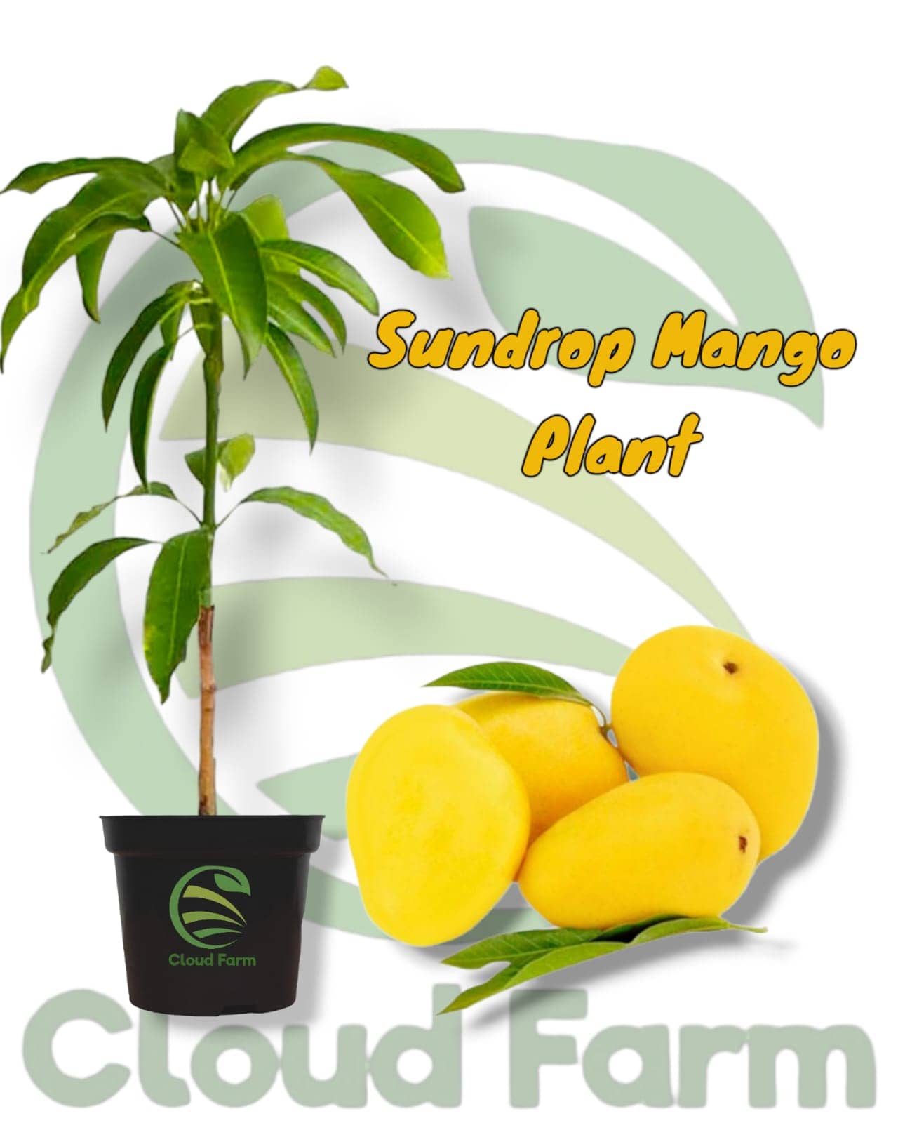 Cloud Farm Outdoor Fruit Plant ( Pack of 1 )