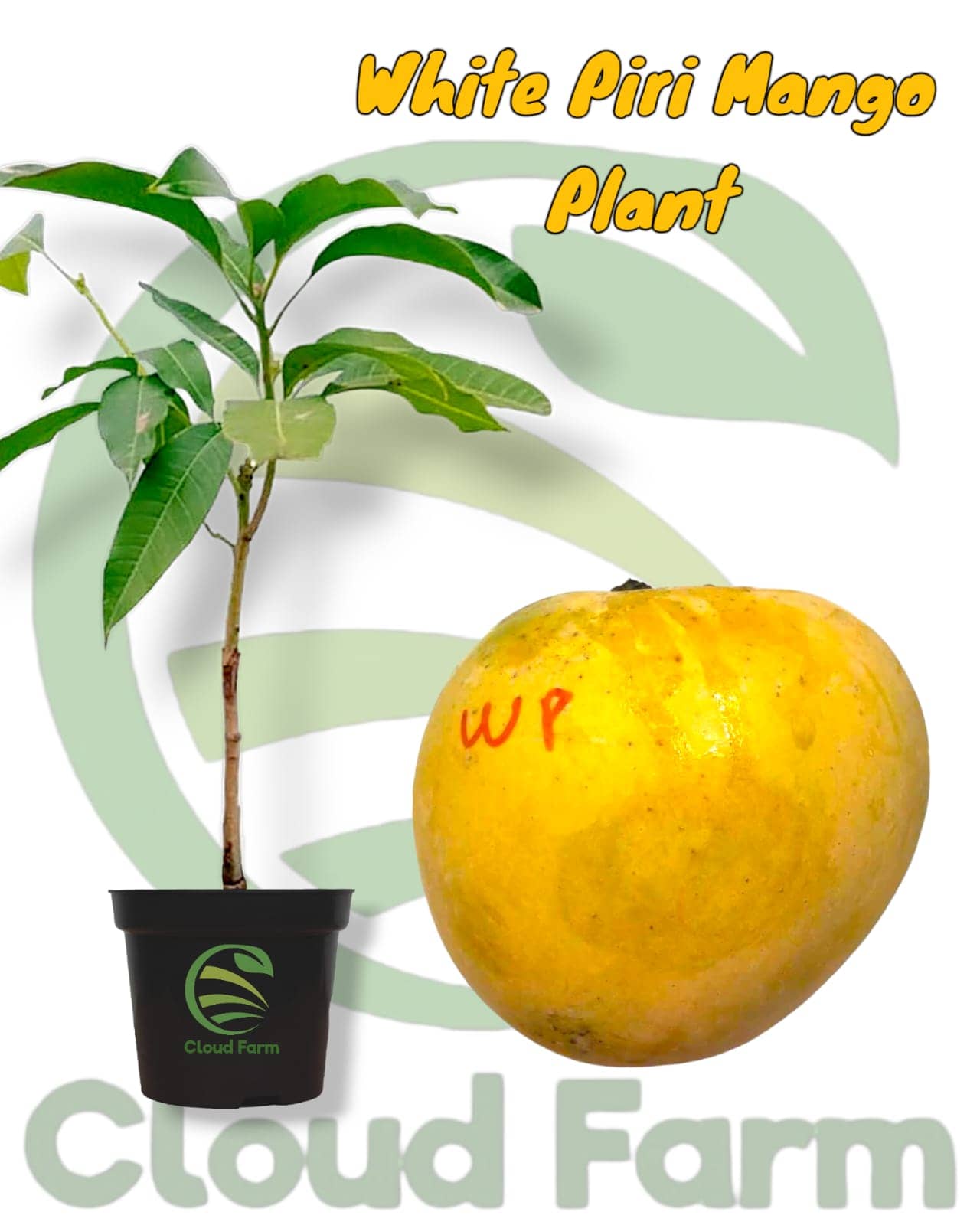 Cloud Farm Outdoor Fruit Plant ( Pack of 1 )