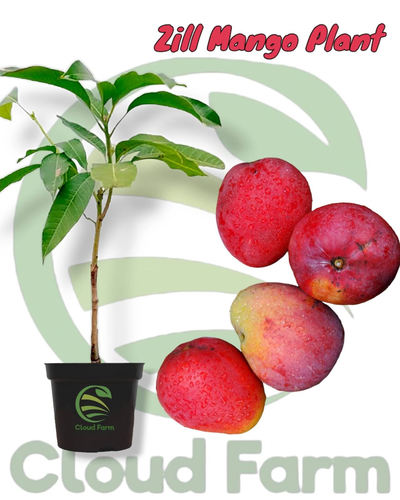 Cloud Farm Outdoor Fruit Plant ( Pack of 1 ) Cloud Farm Outdoor Fruit Plant ( Pack of 1 )