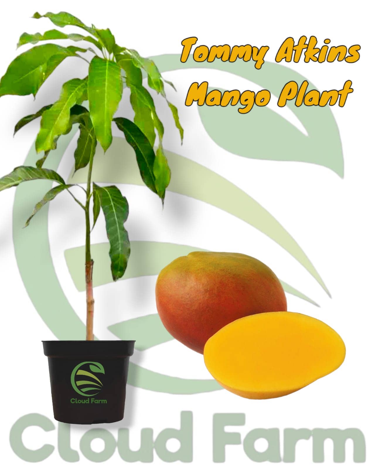 Cloud Farm Outdoor Fruit Plant ( Pack of 1 )