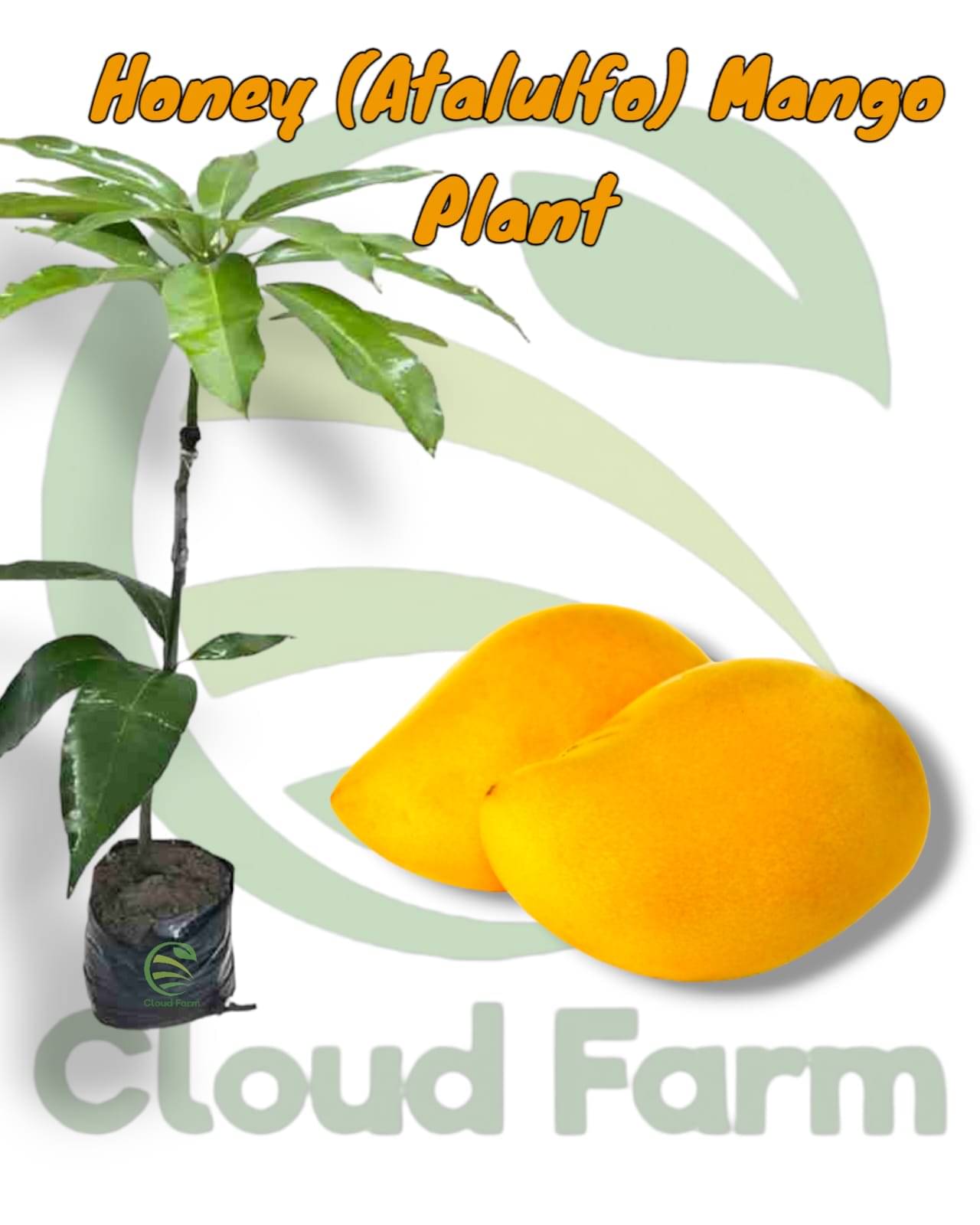     			Cloud Farm Outdoor Fruit Plant ( Pack of 1 )