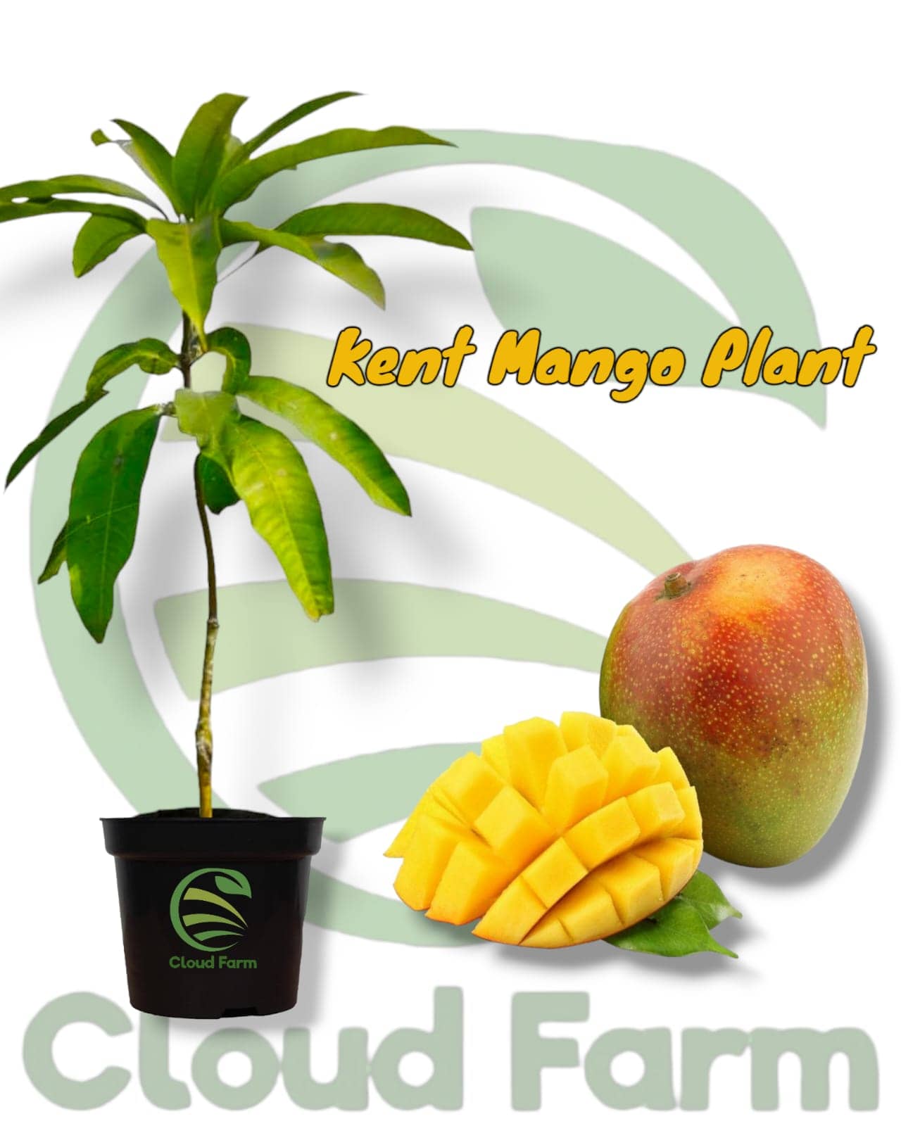 Cloud Farm Outdoor Fruit Plant ( Pack of 1 )