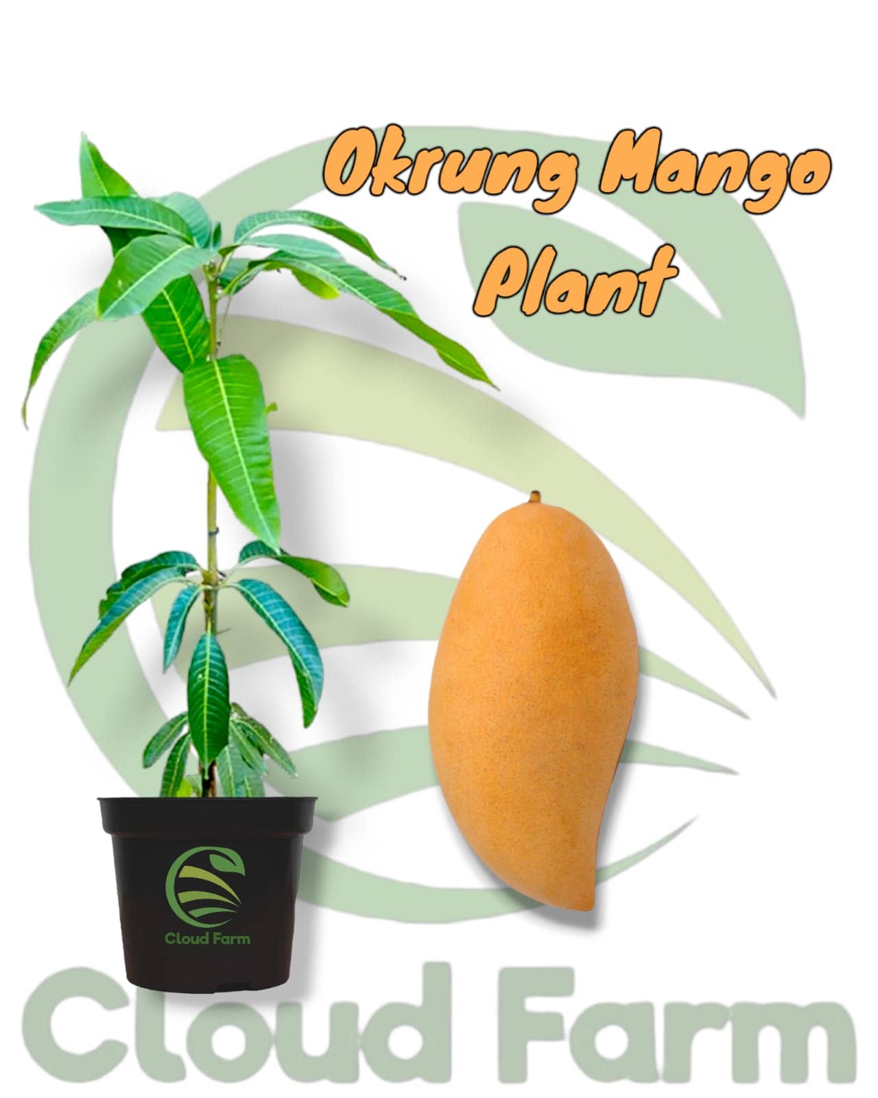 Cloud Farm Outdoor Fruit Plant ( Pack of 1 )