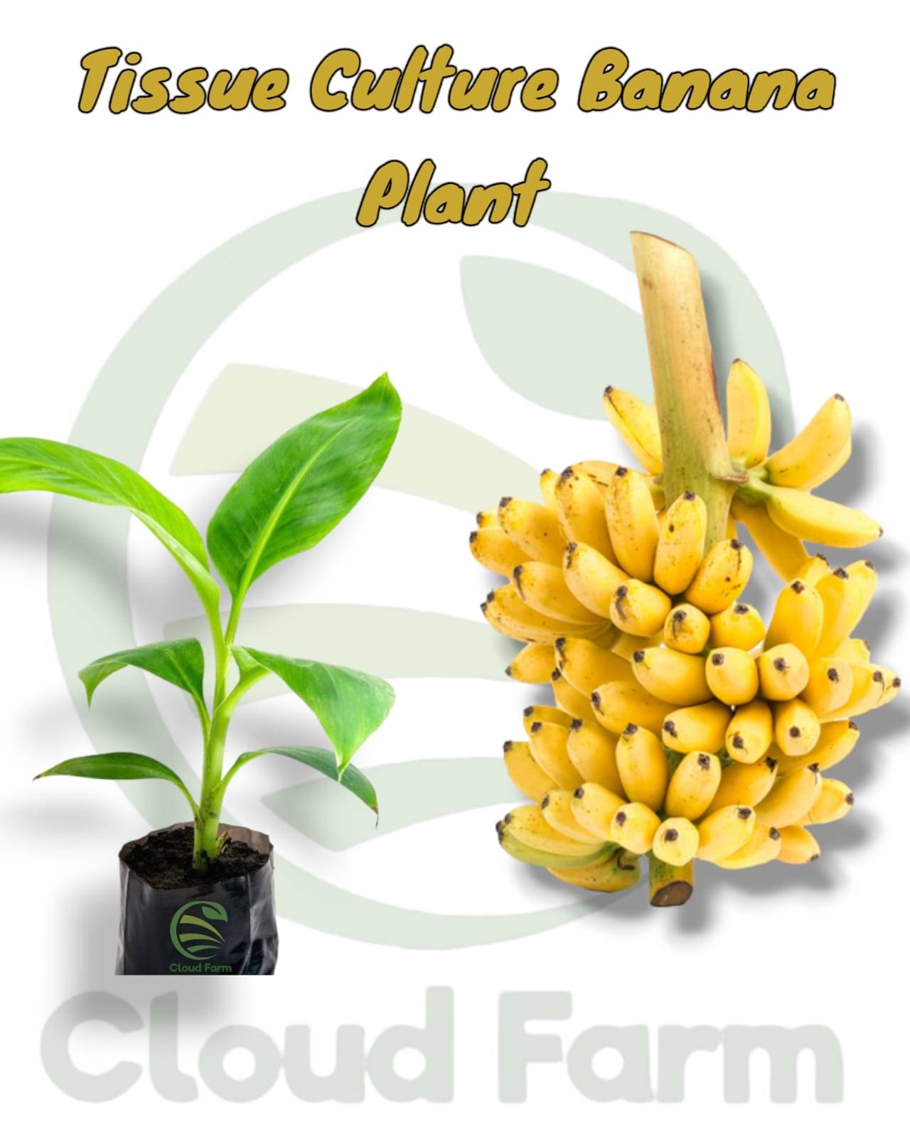 Cloud Farm Outdoor Fruit Plant ( Pack of 1 ) Cloud Farm Outdoor Fruit Plant ( Pack of 1 )