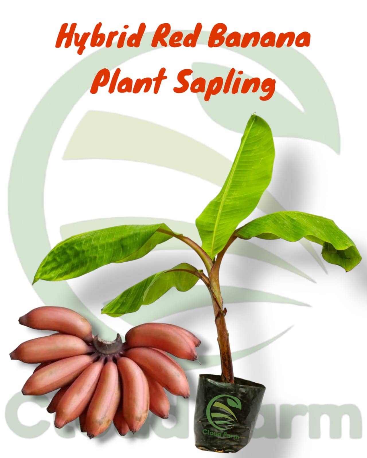Cloud Farm Outdoor Fruit Plant ( Pack of 1 )