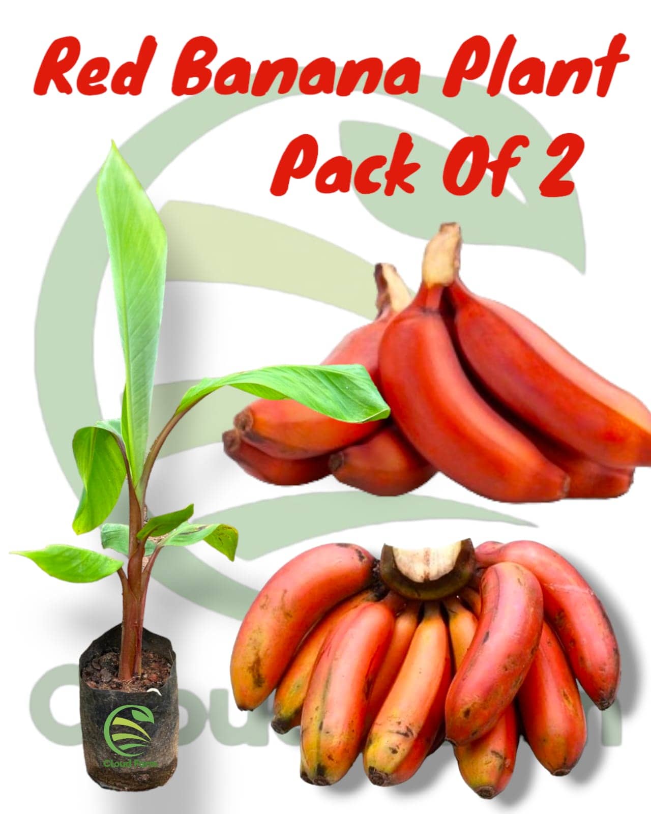 Cloud Farm Outdoor Fruit Plant ( Pack of 2 )
