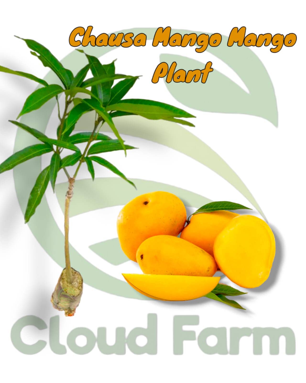 Cloud Farm Outdoor Fruit Plant ( Pack of 1 )