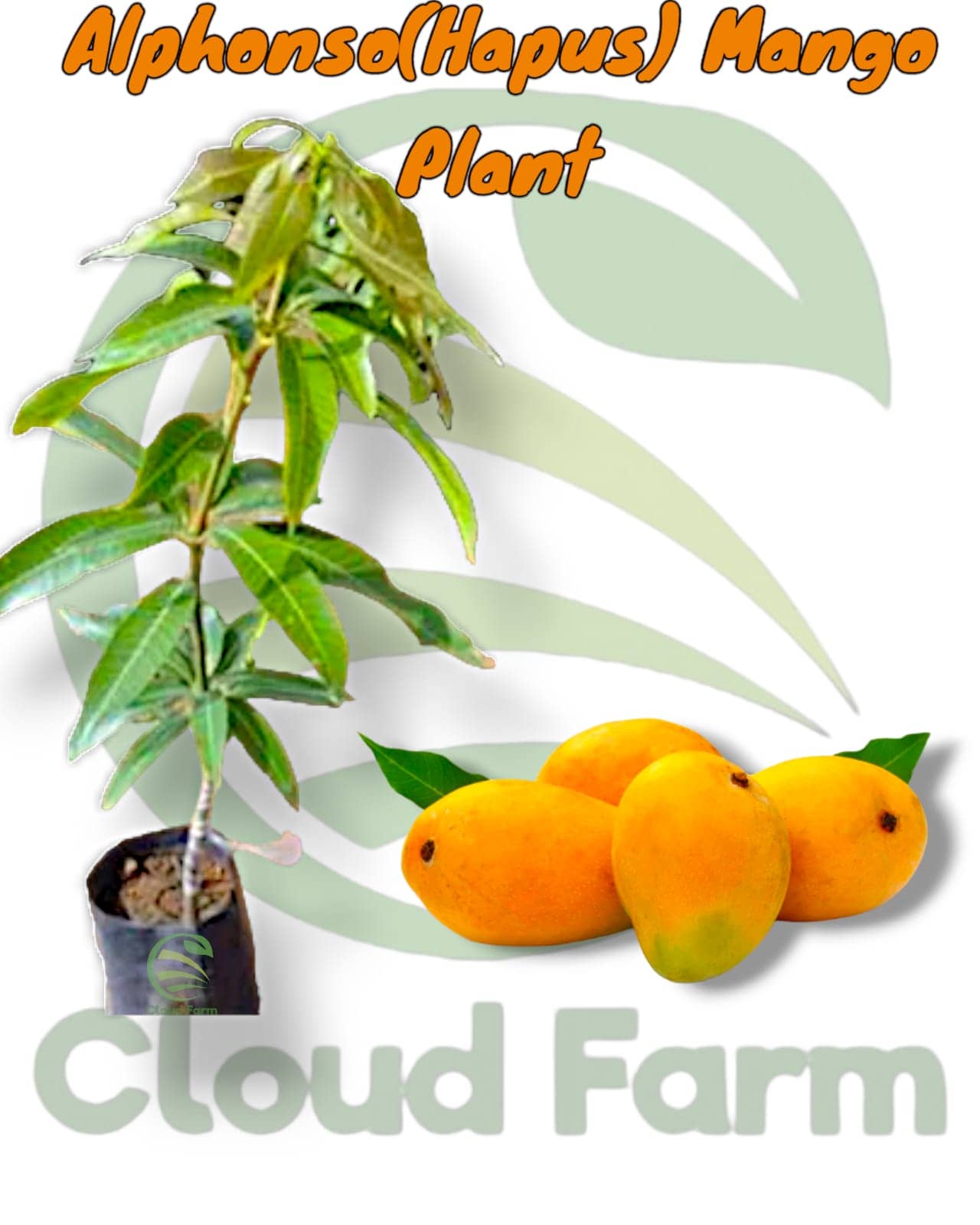 Cloud Farm Outdoor Fruit Plant ( Pack of 1 )