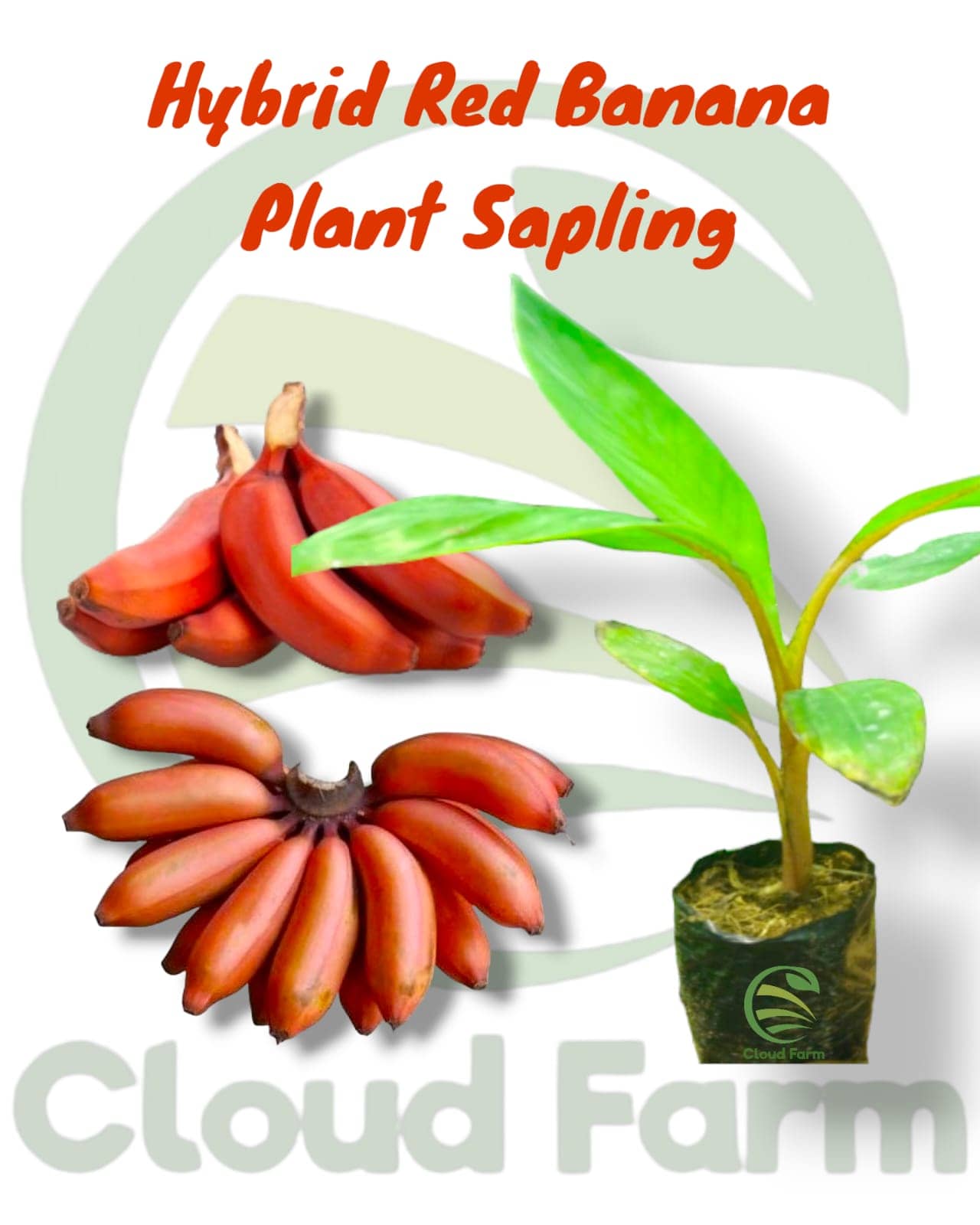 Cloud Farm Outdoor Fruit Plant ( Pack of 1 )