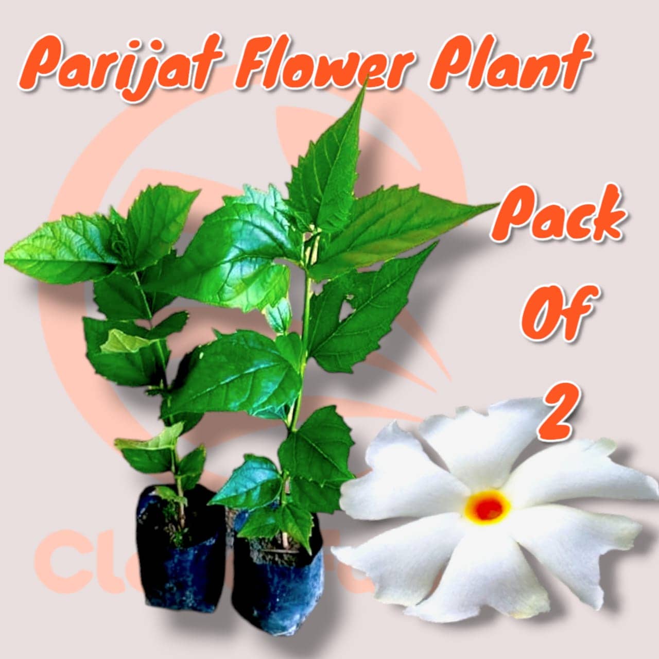 Cloud Farm Outdoor Flower Plant ( Pack of 2 )