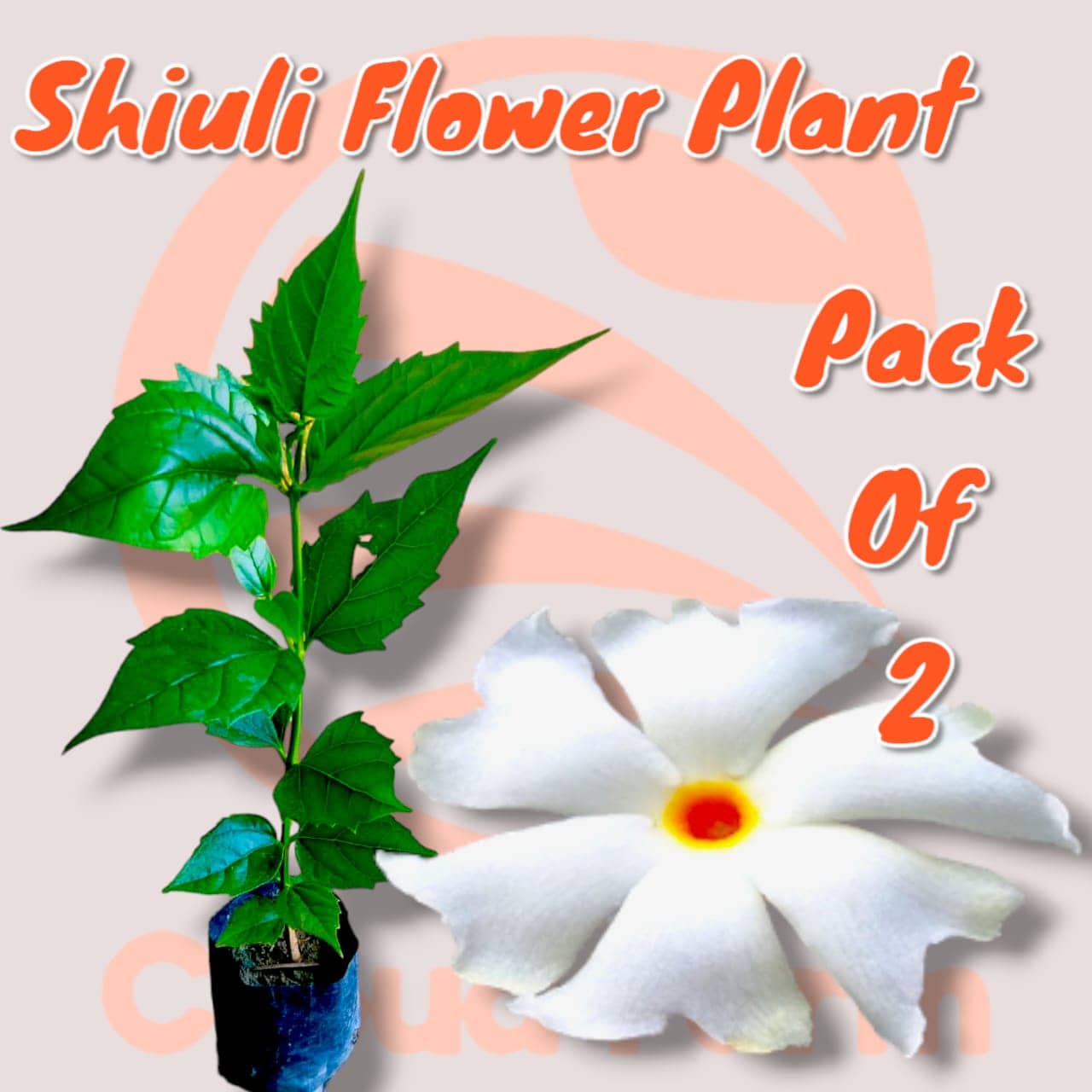 Cloud Farm Outdoor Flower Plant ( Pack of 2 )
