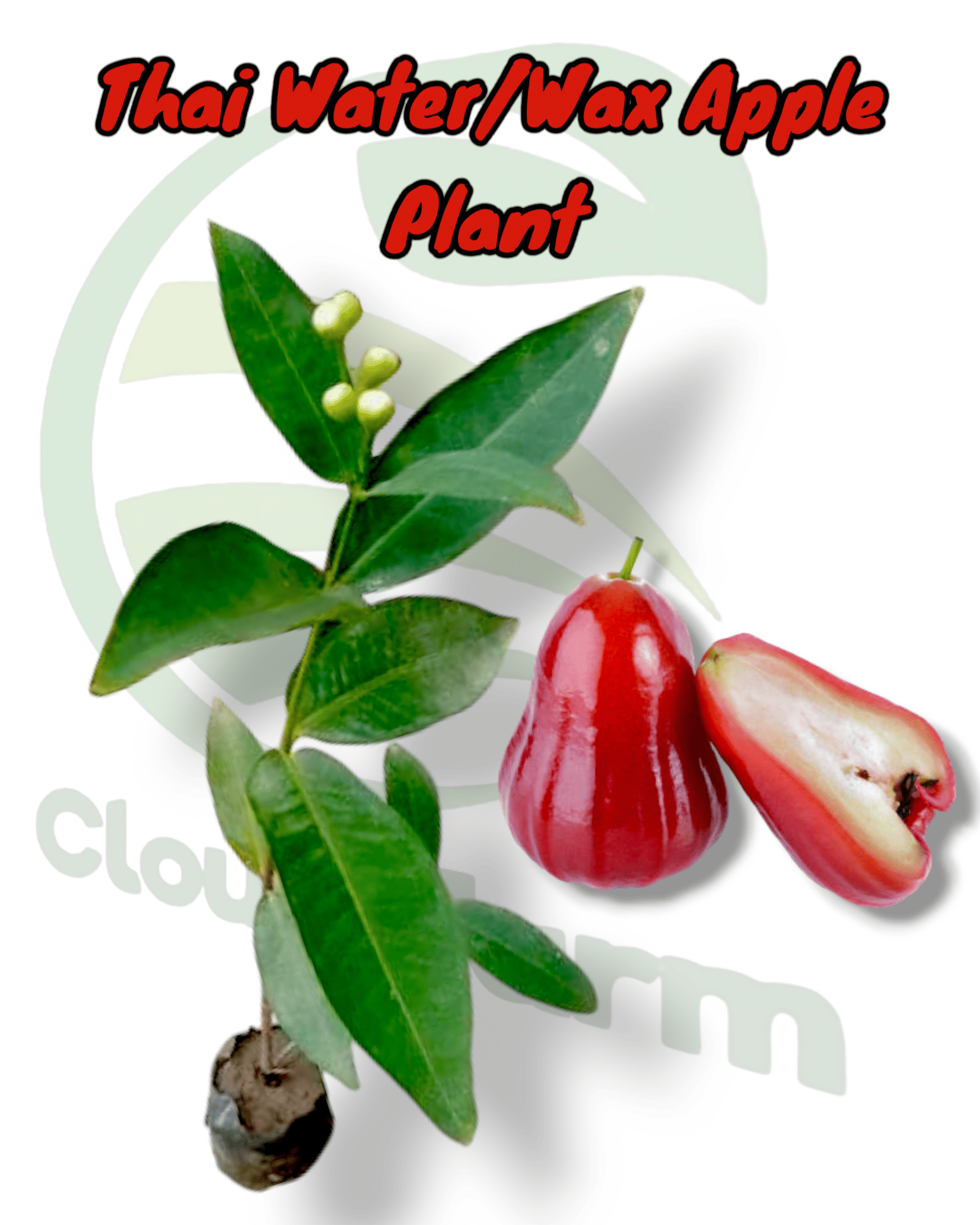 Cloud Farm Outdoor Fruit Plant ( Pack of 1 )