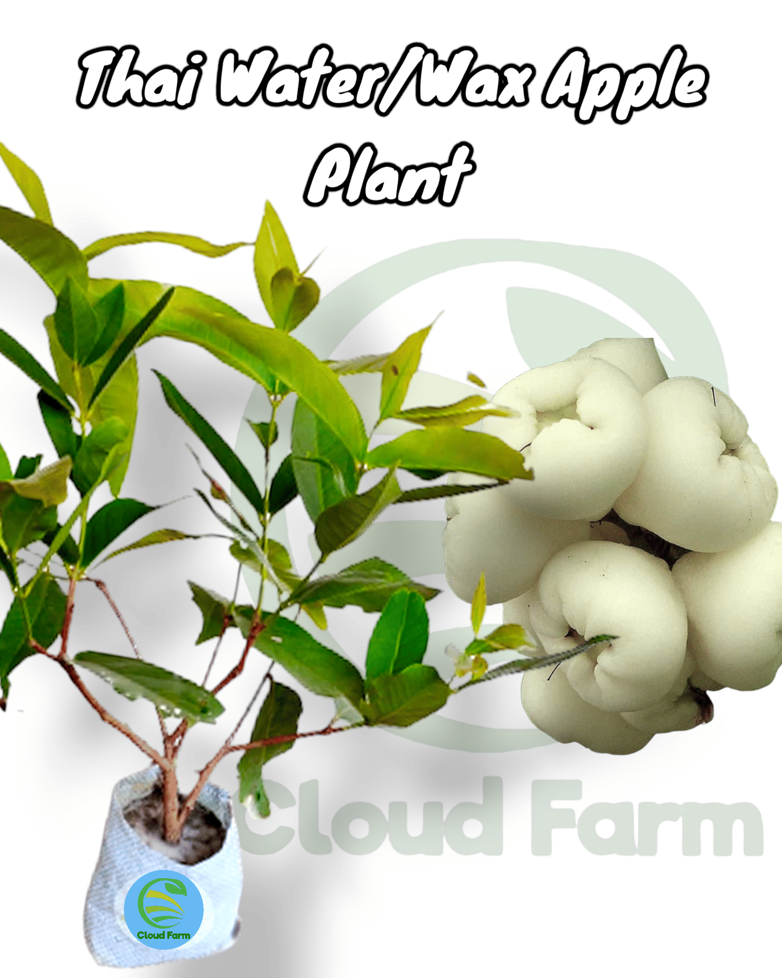 Cloud Farm Outdoor Fruit Plant ( Pack of 1 )