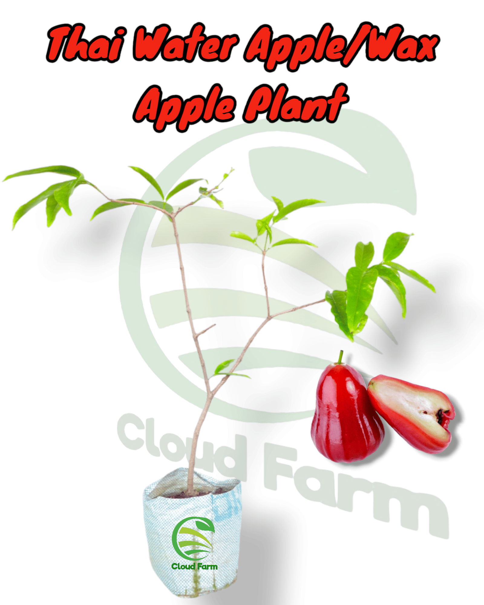     			Cloud Farm Outdoor Fruit Plant ( Pack of 1 )