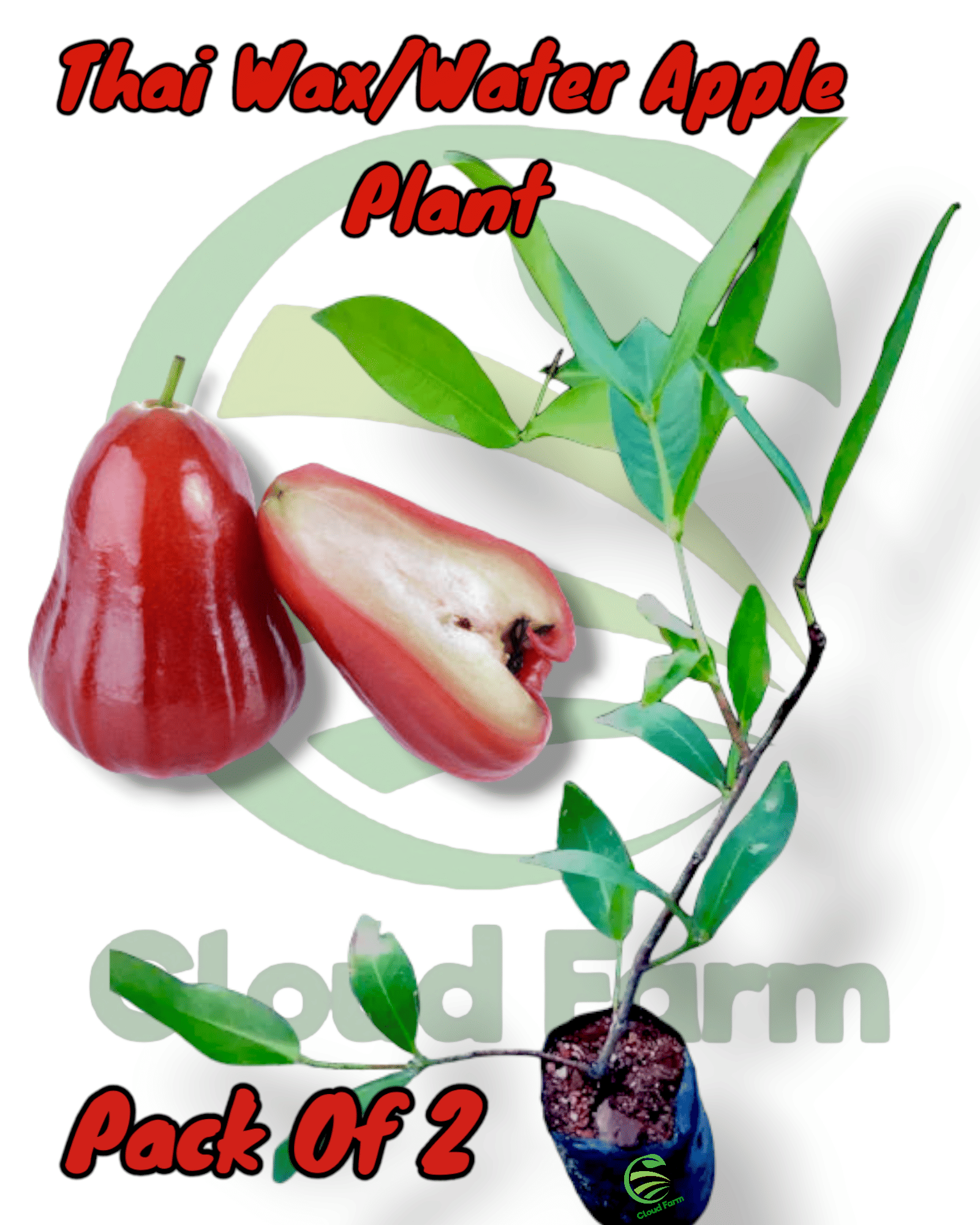 Cloud Farm Outdoor Fruit Plant ( Pack of 2 )