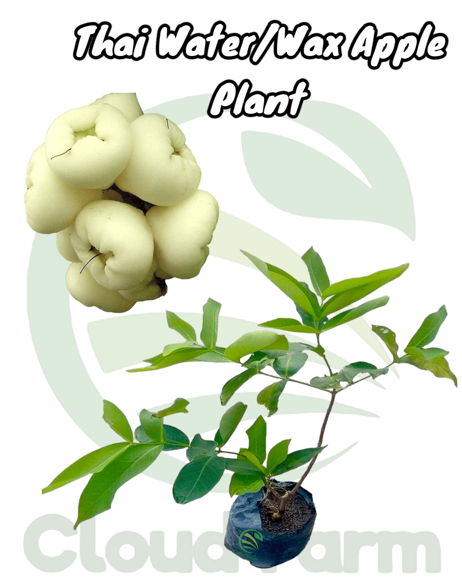     			Cloud Farm Outdoor Fruit Plant ( Pack of 1 )