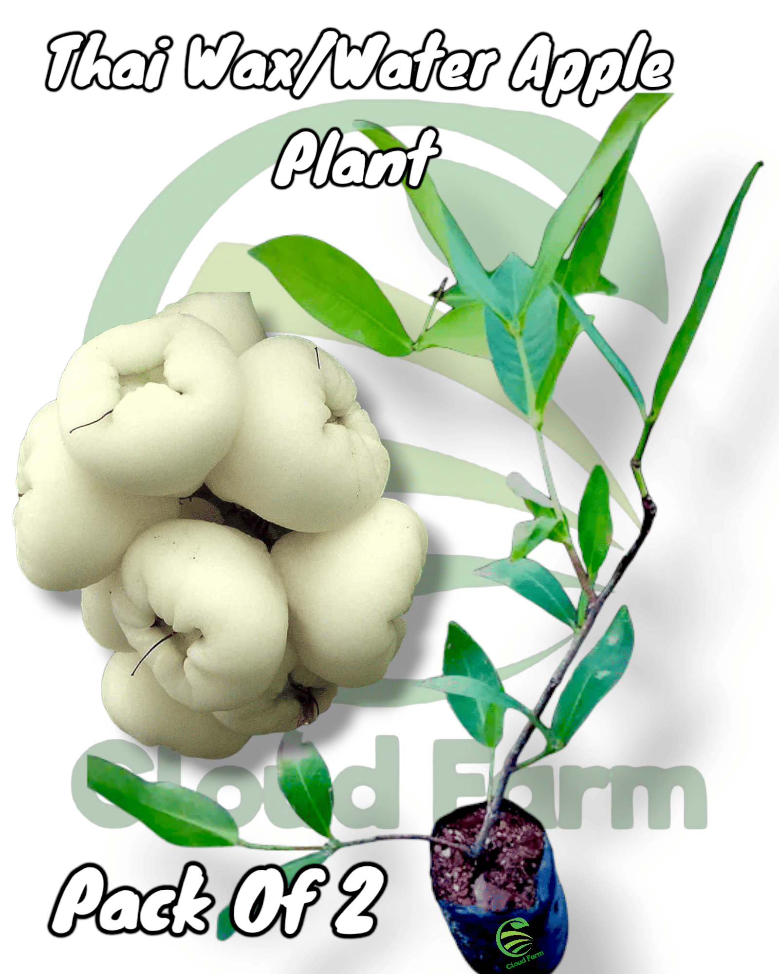 Cloud Farm Outdoor Fruit Plant ( Pack of 2 )