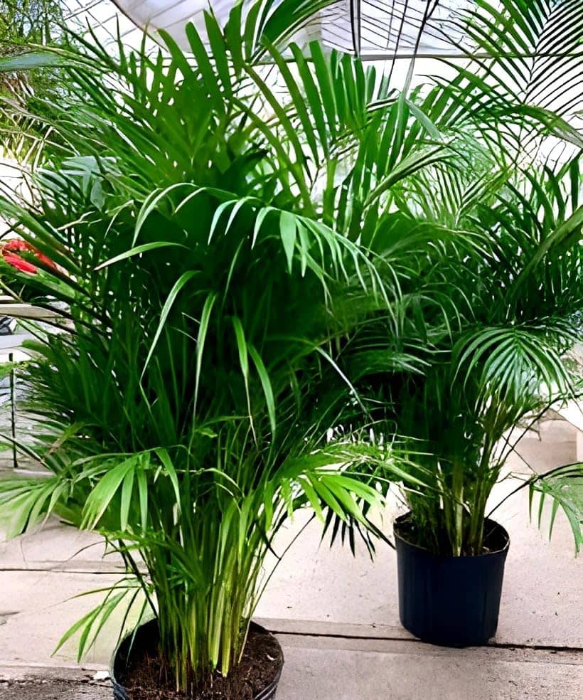 Cloud Farm Indoor Bamboo Plant ( Pack of 2 )