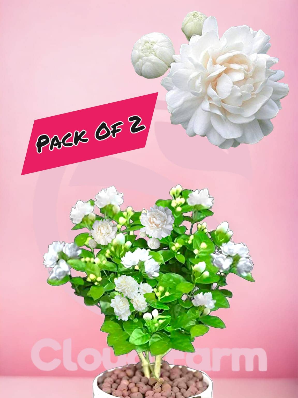 Cloud Farm Outdoor Flower Plant ( Pack of 2 )