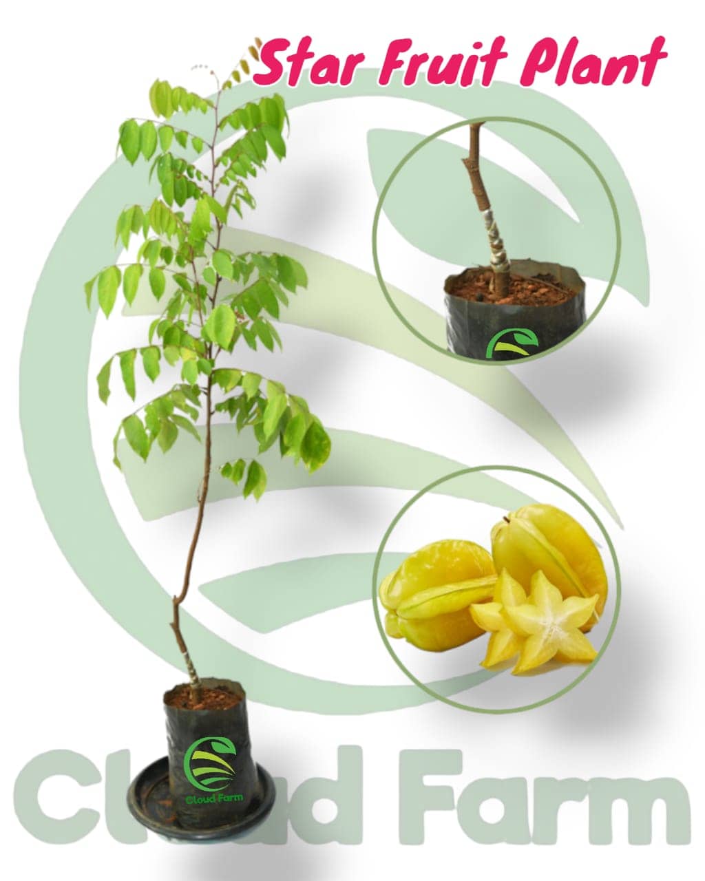 Cloud Farm Outdoor Fruit Plant ( Pack of 1 )