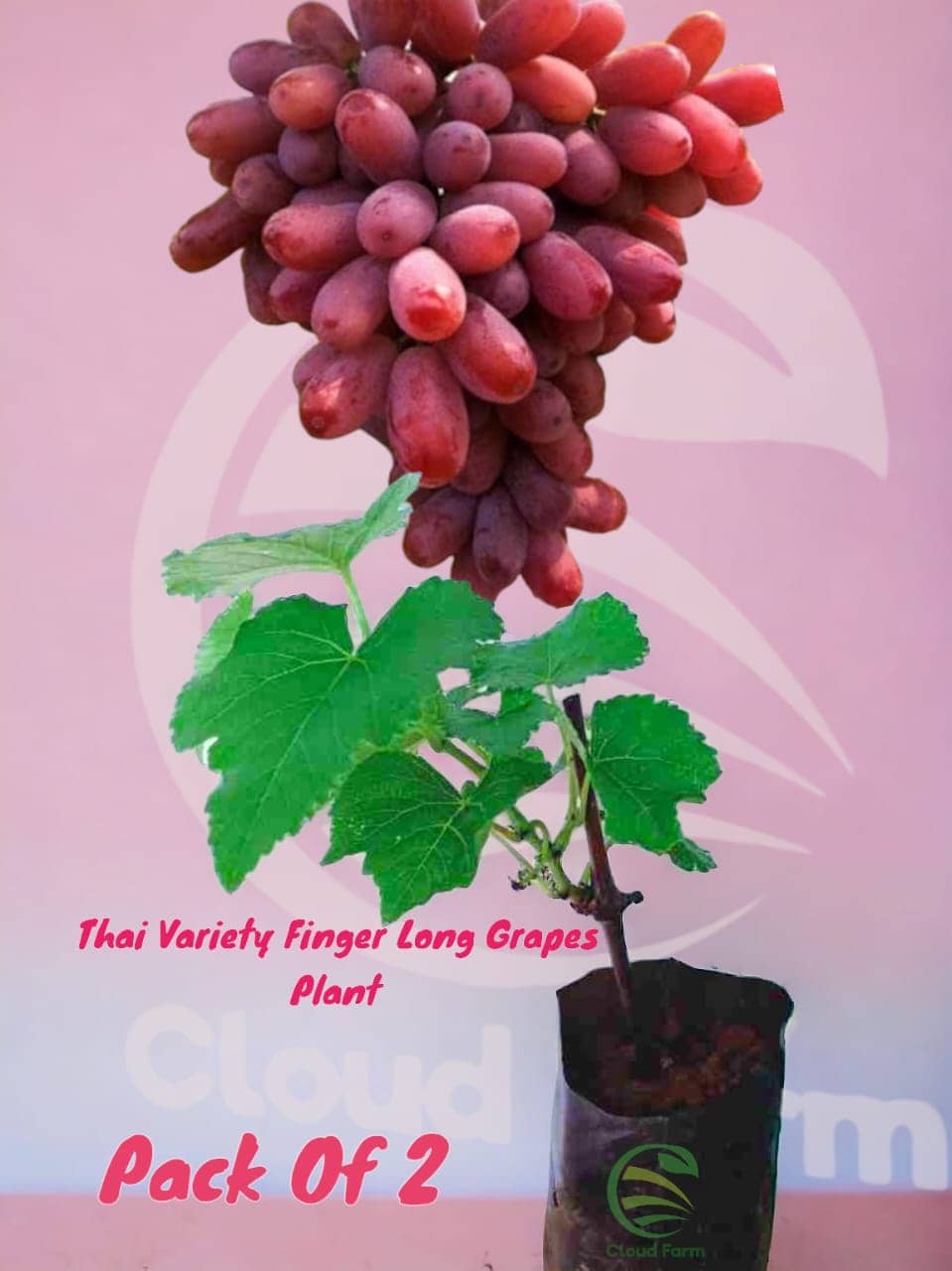 Cloud Farm Outdoor Fruit Plant ( Pack of 2 )