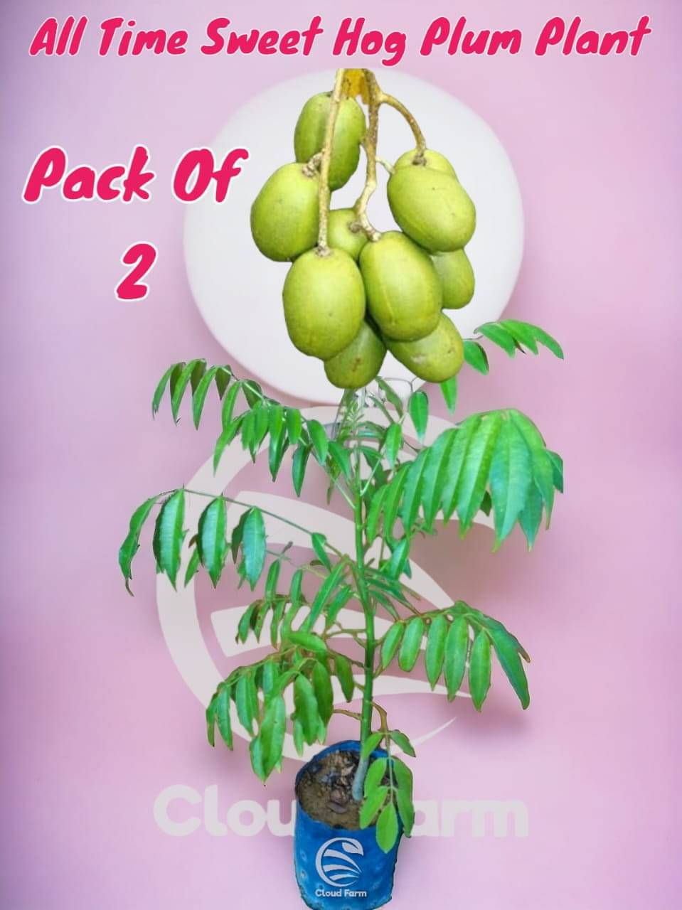 Cloud Farm Outdoor Fruit Plant ( Pack of 2 ) Cloud Farm Outdoor Fruit Plant ( Pack of 2 )