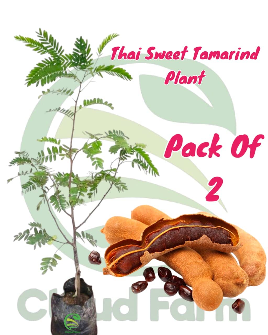 Cloud Farm Outdoor Fruit Plant ( Pack of 2 )