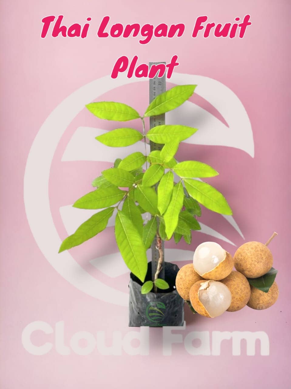 Cloud Farm Outdoor Fruit Plant ( Pack of 1 )