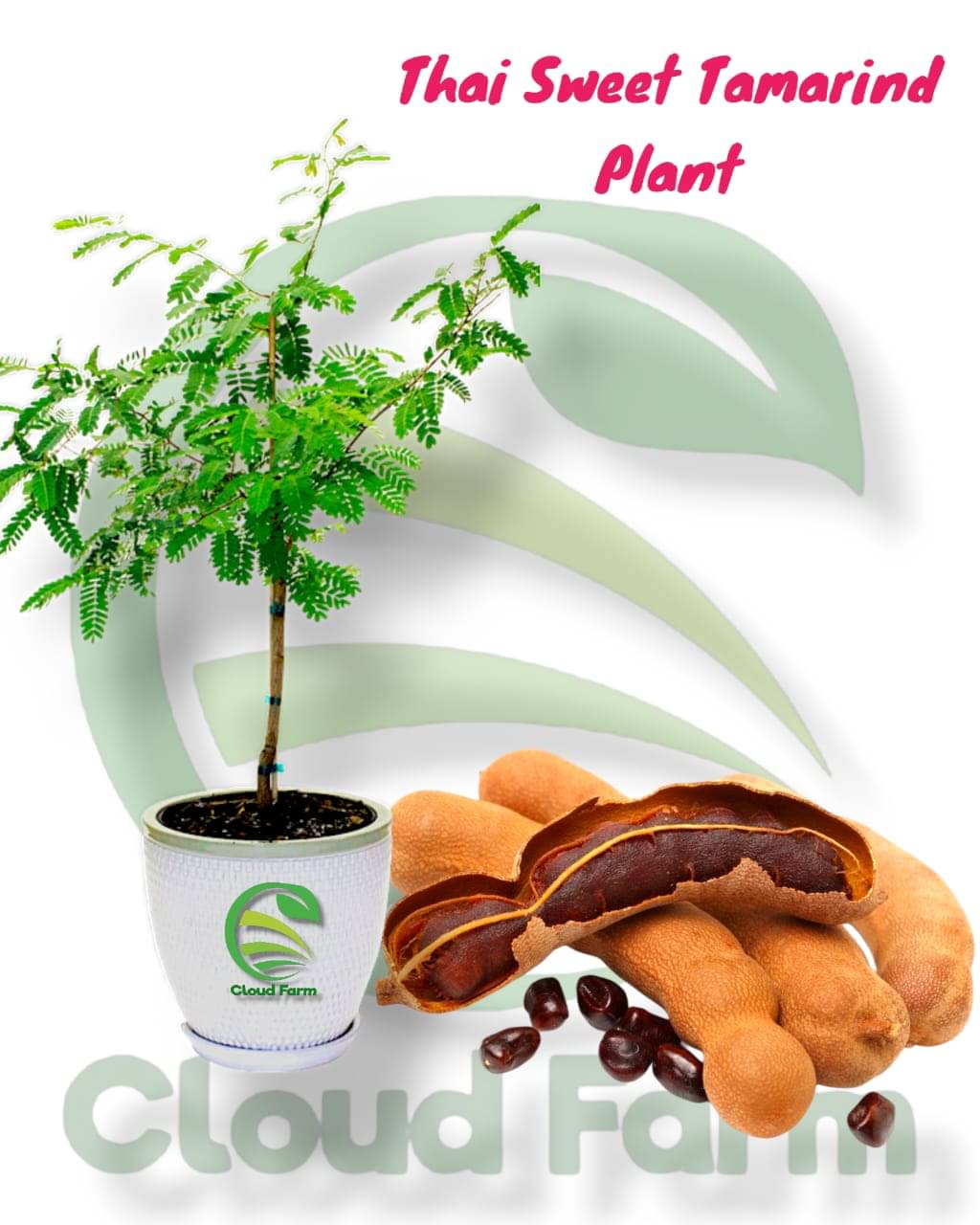 Cloud Farm Outdoor Fruit Plant ( Pack of 1 ) Cloud Farm Outdoor Fruit Plant ( Pack of 1 )