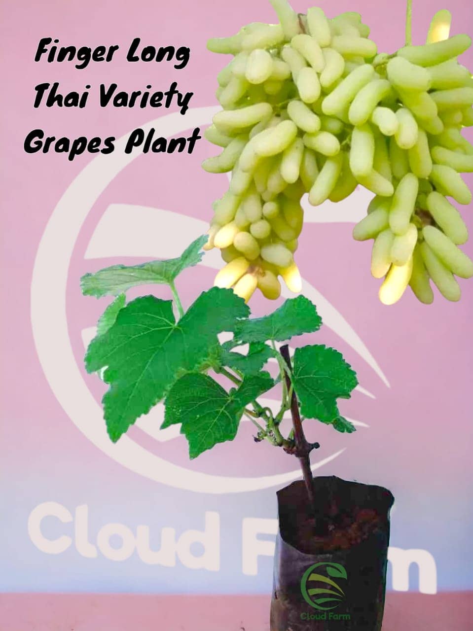 Cloud Farm Outdoor Fruit Plant ( Pack of 1 )