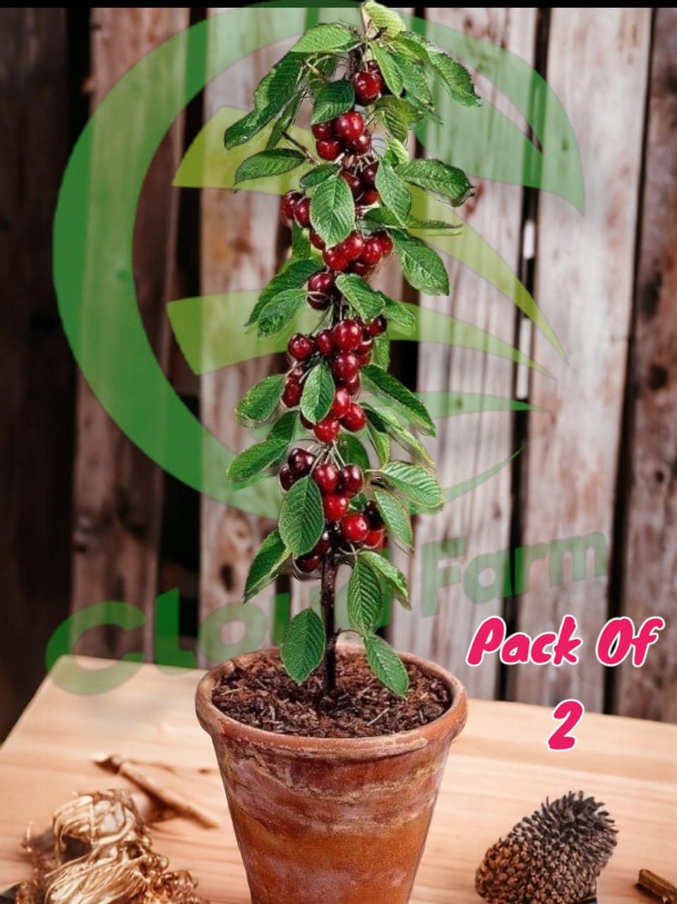 Cloud Farm Outdoor Fruit Plant ( Pack of 2 )