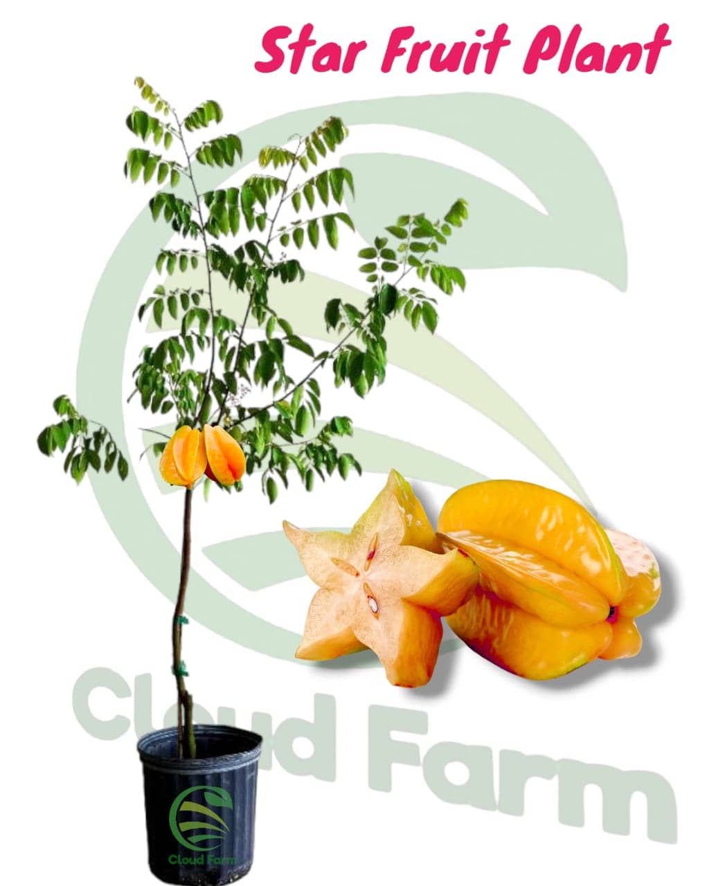 Cloud Farm Outdoor Fruit Plant ( Pack of 1 )