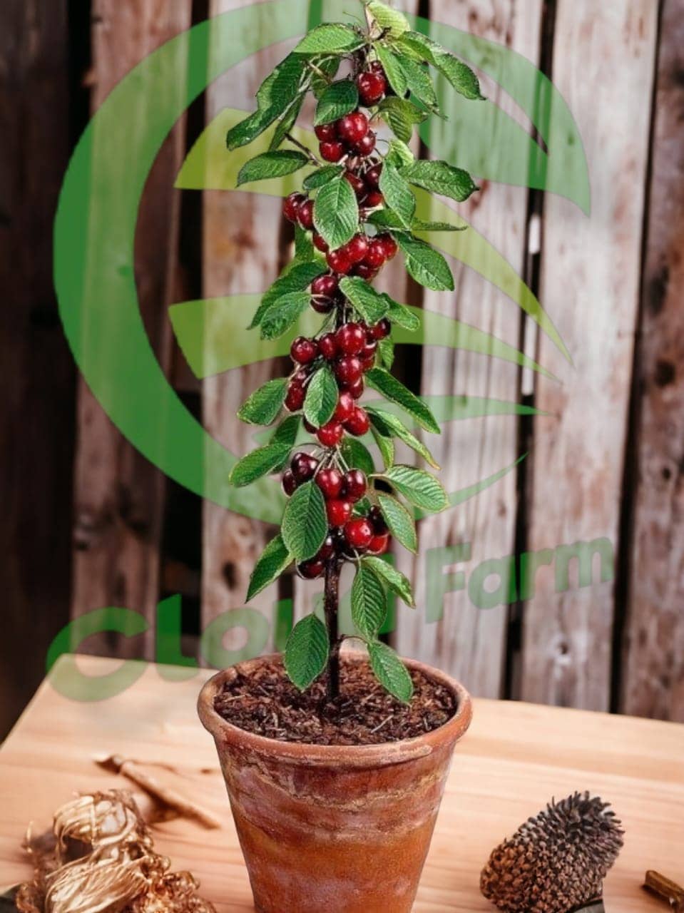 Cloud Farm Outdoor Fruit Plant ( Pack of 1 )