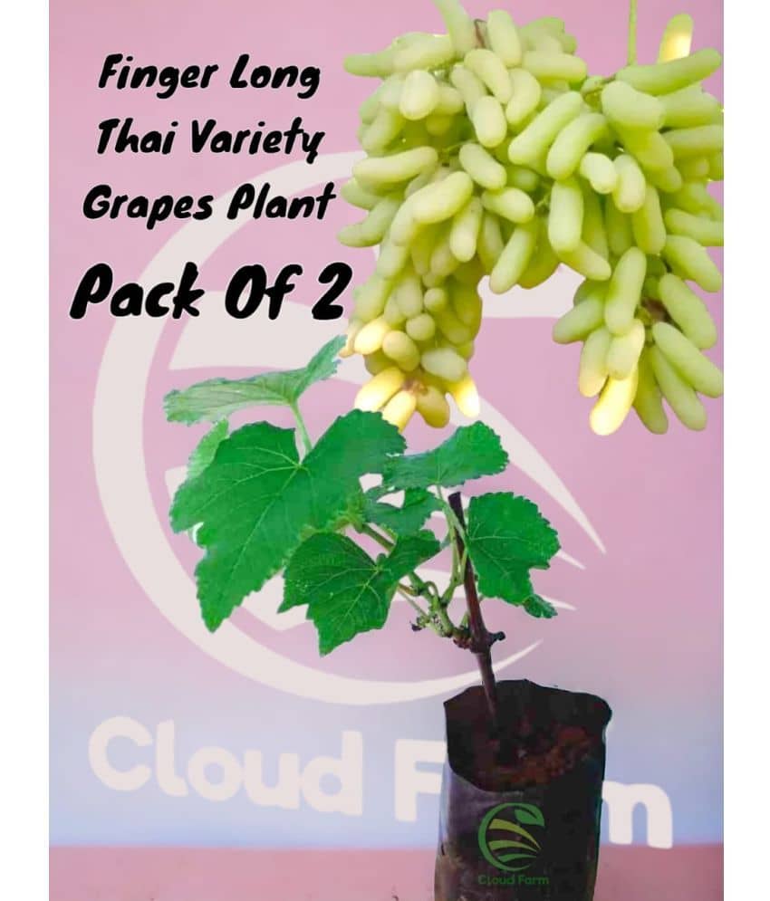 Cloud Farm Outdoor Fruit Plant ( Pack of 2 )