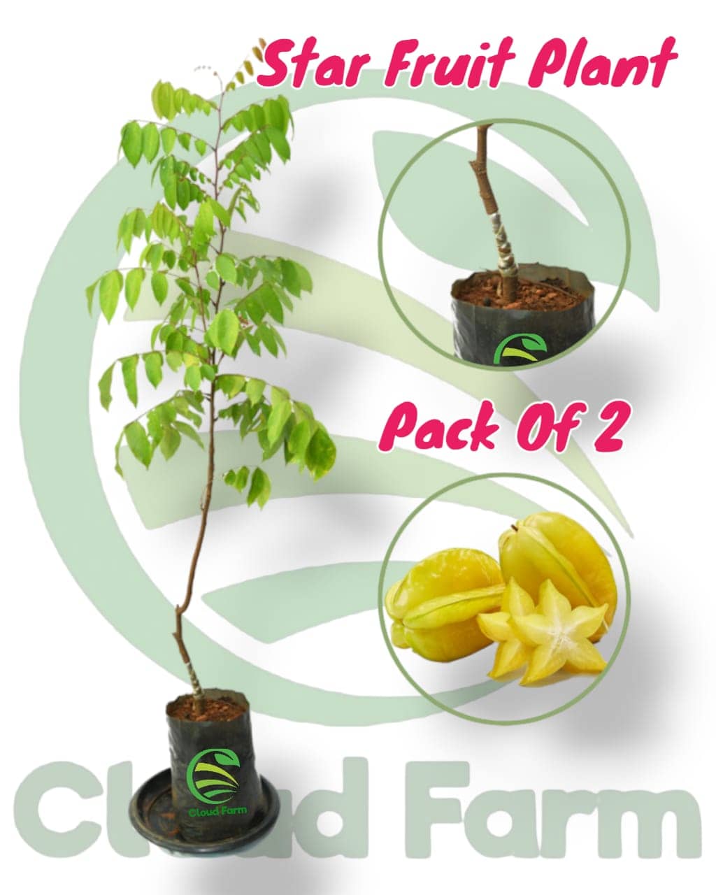 Cloud Farm Outdoor Fruit Plant ( Pack of 2 )