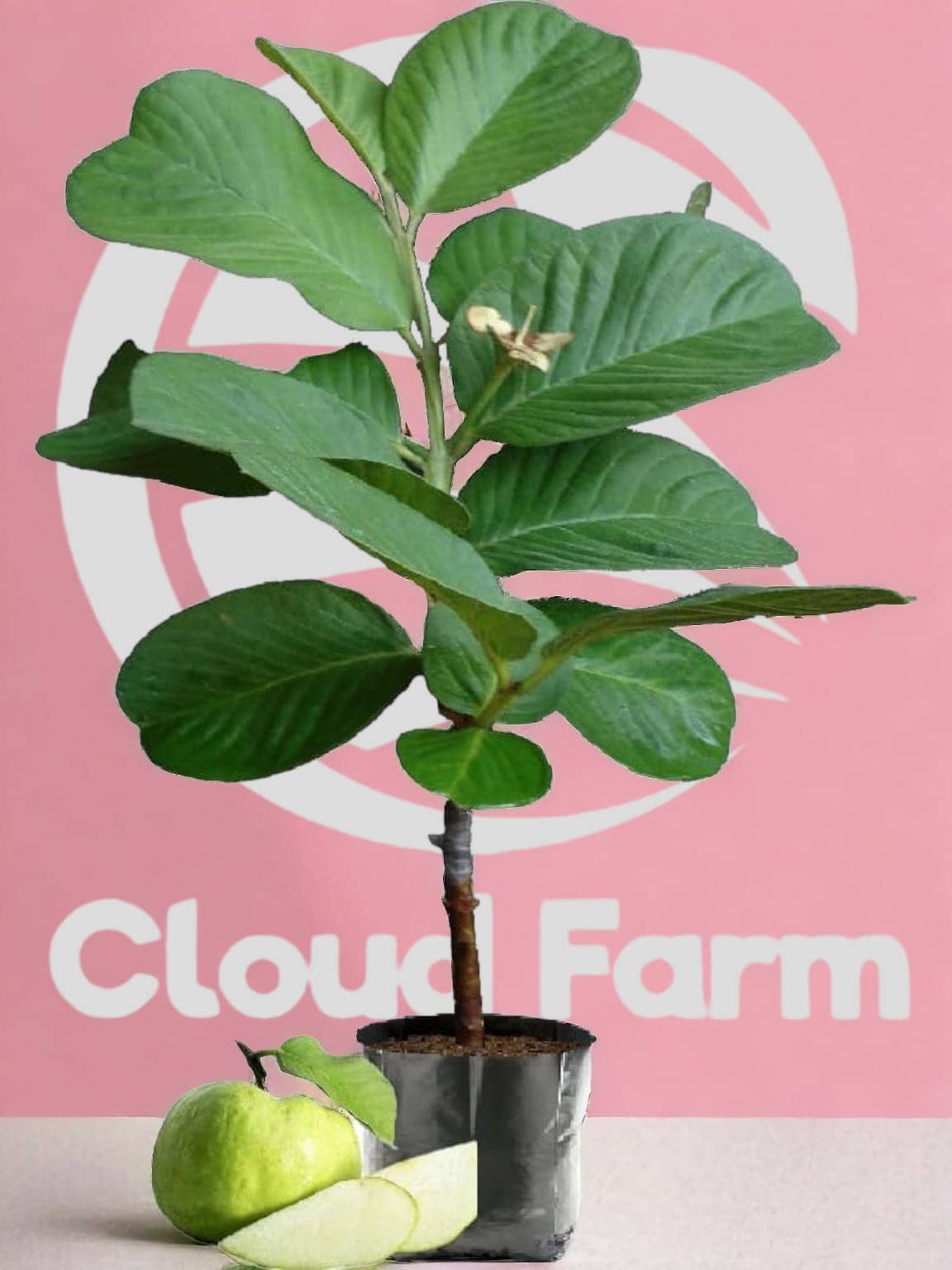 Cloud Farm Outdoor Fruit Plant ( Pack of 1 )