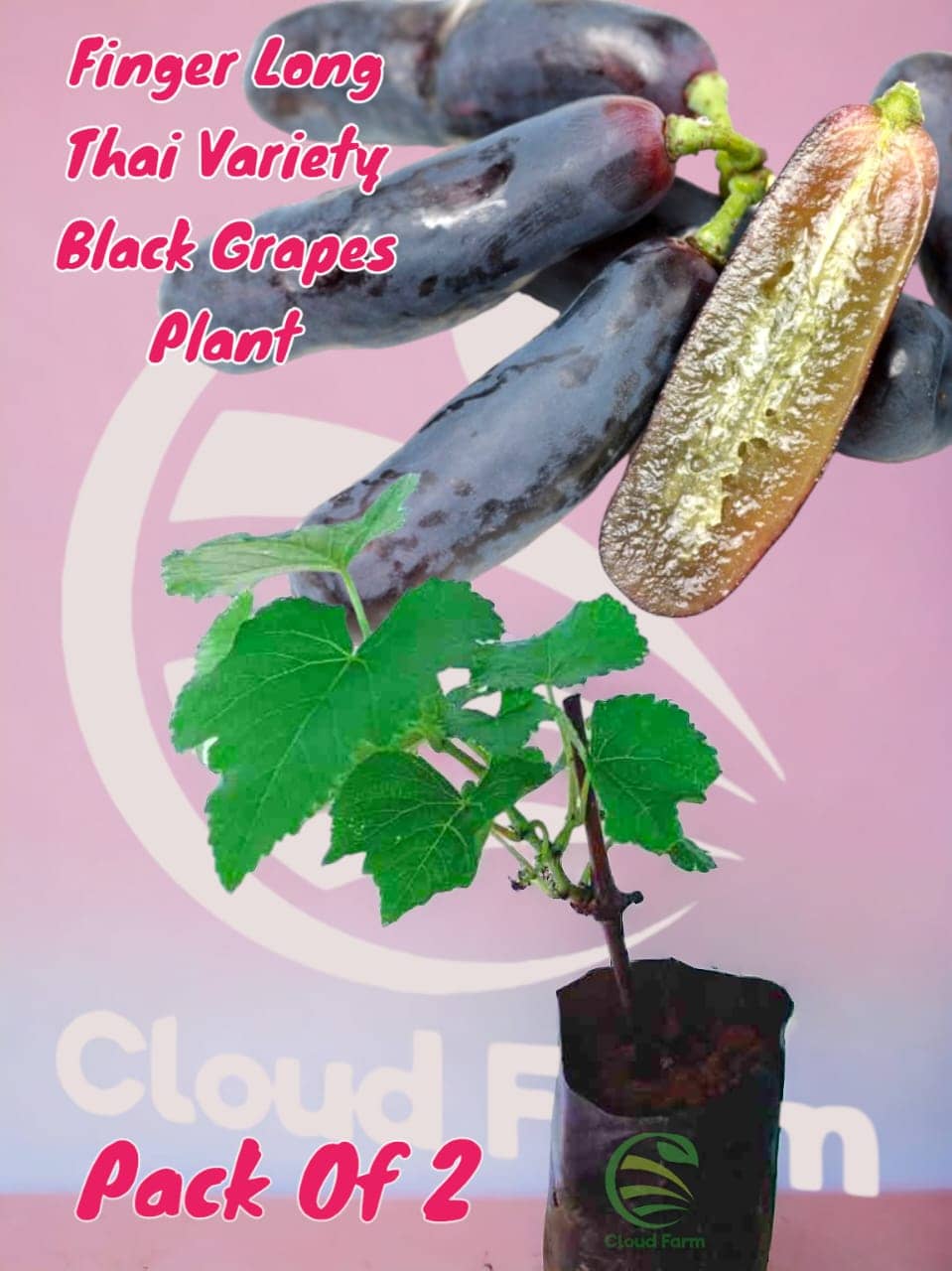 Cloud Farm Outdoor Fruit Plant ( Pack of 2 )